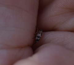 Anoscopus serratulae