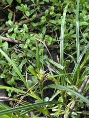 Carex lupulina