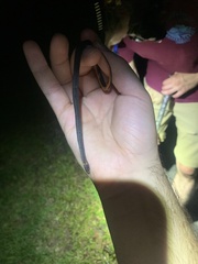 Storeria occipitomaculata