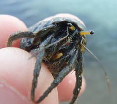 Clibanarius longitarsus