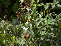 Iphiclides feisthamelii