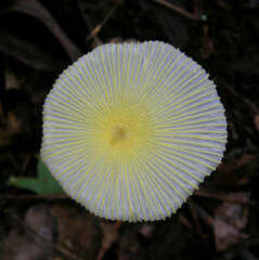 Leucocoprinus fragilissimus