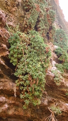 Petrophytum caespitosum caespitosum