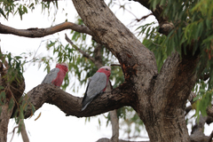 Eolophus roseicapilla