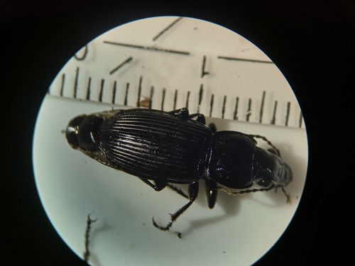 Rain Beetle, 9261 Eastermar, Netherlands, photo 8 of 10