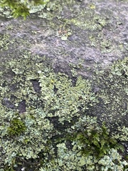 Phaeophyscia rubropulchra