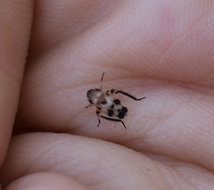 Anoscopus serratulae