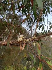 Eucalyptus globoidea