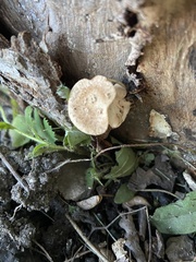 Lentinus tigrinus