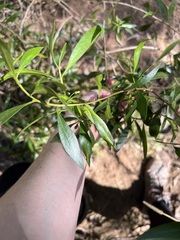Myoporum acuminatum