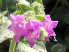 Mirabilis comata