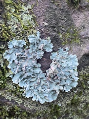 Flavoparmelia caperata