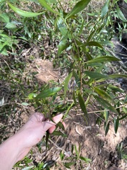 Myoporum acuminatum