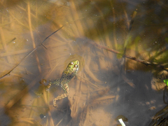 Pelophylax perezi