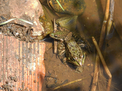 Pelophylax perezi