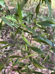 Myoporum acuminatum