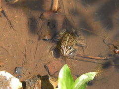 Pelophylax perezi