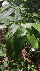Oxydendrum