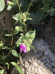Mirabilis comata