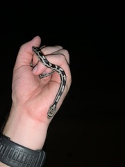 Pantherophis alleghaniensis