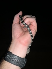 Pantherophis alleghaniensis