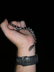 Pantherophis alleghaniensis