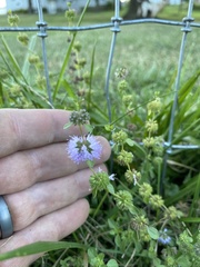 Mentha pulegium
