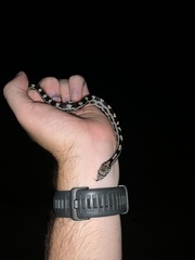 Pantherophis alleghaniensis