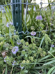 Mentha pulegium