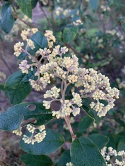 Pomaderris intermedia