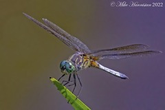 Pachydiplax longipennis