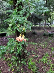 Campsis grandiflora