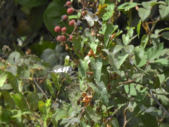 Iphiclides feisthamelii