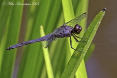Libellula incesta