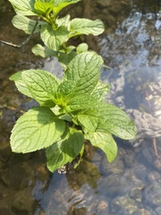 Mentha aquatica