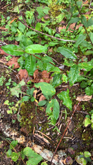 Elaeagnus