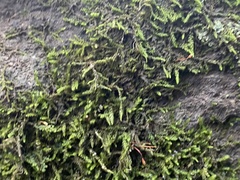 Hedwigia ciliata