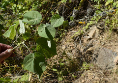 Abutilon auritum