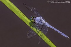 Erythemis simplicicollis