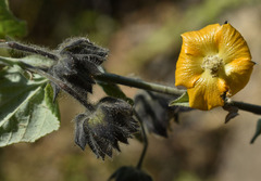 Abutilon auritum