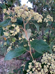 Pomaderris intermedia