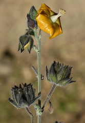 Abutilon auritum