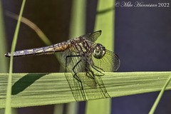 Pachydiplax longipennis