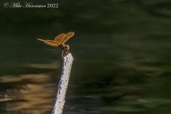 Perithemis tenera