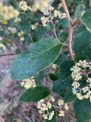 Pomaderris intermedia