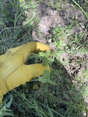 Portulaca umbraticola