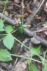Cicindela sexguttata
