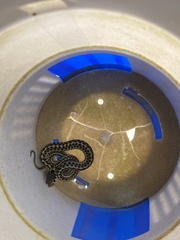 Thamnophis marcianus