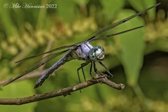 Libellula vibrans
