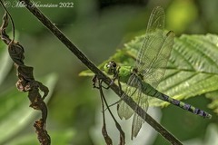 Erythemis simplicicollis